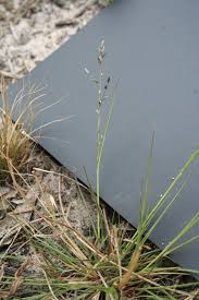 Image result for Eragrostis porosa