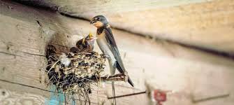 Kebaikan sarang burung dengan kolagen 3+3. 5 Manfaat Sarang Burung Walet Dan Cara Mengolahnya Dunia Fauna Hewan Binatang Tumbuhan