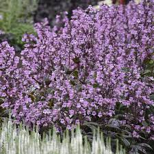 But we wouldn't say it if we couldn't back it up. Penstemon Midnight Masquerade Garden Crossings