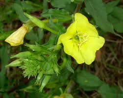 Maybe you would like to learn more about one of these? Common Eveningprimrose Oenothera Biennis Plant Pest Diagnostics
