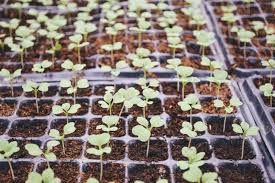 We did not find results for: 5 Cheap Ways To Grow Seeds Indoors