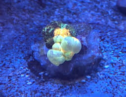 I'll post some photos of it with bubbles fully inflated and happy within the next few days. Tck Powerball Bounce Mushroom Growth Reef2reef Saltwater And Reef Aquarium Forum