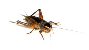 They are not usually capable of reproducing outside of their outdoor habitats and rarely find indoor locations that are dark and how do i get rid of cave crickets. Crickets Pest Control In Central Indiana Freedom Pest Control