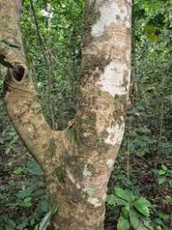 Image result for Funtumia africana