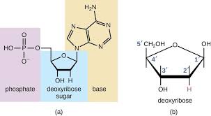 A At The Center Of A Deoxyribonucleotide Is A Deoxyribose Sugar This Is A Pentagon Shape With O At The To Online Textbook Structure And Function Microbiology