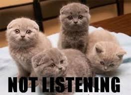 They love quiet homes, chaotic homes, shows, travel, and cubby holes of any type. Scottish Fold Kittens For Sale Adoptapet Com