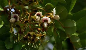 Image result for Pearsonia aristata