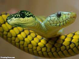 Funny Snake Pictures Freaking News Snake Snake Lovers Two Heads