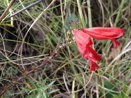 Image result for Hermannia grandistipula