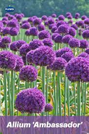 Rosa, lila, rot oder rot/weiß. Allium Ambassador Pflanzen Lila Garten Blumen Stauden