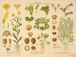 Vintage Botanical Charts Vintage Botanical Chart Old
