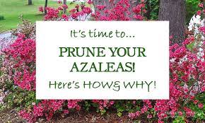 How and when should you prune your azaleas? When And How To Prune Azaleas Redeem Your Ground Rygblog Com