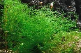 Check spelling or type a new query. Tanaman Java Moss Aquascape Alam Ikan