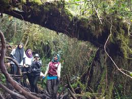 Bagi mereka yang sudah terbiasa mungkin bisa dibilang gampang karena memang sudah terbiasa dan sering untuk mempersiapkan perlengkapan mendaki gunung. Secebis Pandangan Trip Gunung Irau Mossy Forest