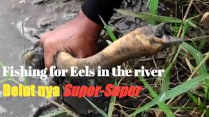 Embun di rumput ( online collaboration). Belut Pulang Ke Lubuk