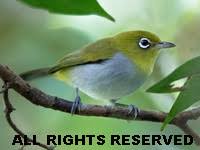 Ωψ ōps, ωπος ōpos eye; Birds Of The World White Eyes And Allies Zosteropidae