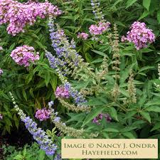 Image result for Vitex franceseana