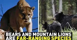 Urge Spring River Park Amp Zoo To Retire Bears And Mountain Lions To Reputable Sanctuaries Peta Animals River Park Animal Rescue Stories