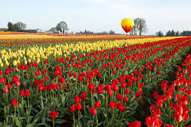 Where are the tulip fields in portland oregon? Local S Guide To The Wooden Shoe Tulip Festival 2021 Photos