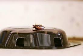 24 hour taunton pest services including rat control, bed bug control, insect control and wasp control in taunton. German Roaches Found In New Taunton Ma Home