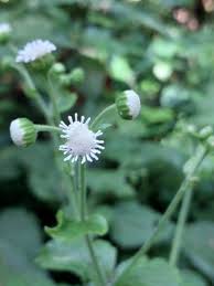 Image result for Adenostemma mauritianum