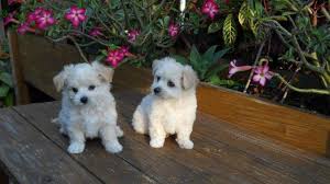 The morkie is a mixture of a maltese and a yorkie. Morkie Puppies 8 Weeks Old For Sale In Hollywood Florida Classified Americanlisted Com