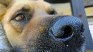 Do Dogs Get Colds Your Dog Advisor
