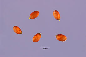 Image result for Eragrostis unioloides