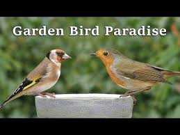 Bird Videos For Cats To Watch Online Videos For Cats To Watch Garden Bird Paradise 8 Hours Youtube Bird Garden Birds Cat Gif
