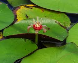 Image result for Brasenia