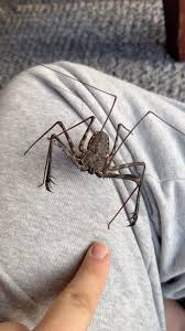 Image result for Blotiella sinuata