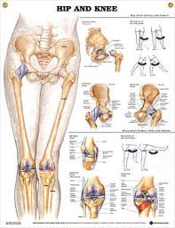 Hip And Knee Chart 20x26 An8rwpino Swma Fysiko8erapeia Refle3ologia