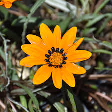 Image result for Gazania krebsiana
