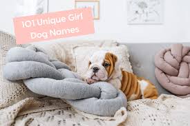 Female names that mean loyal or faithful 101 Unique Girl Dog Names You Ll Love Updated For 2020 Pupford