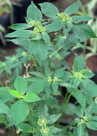 Image result for Euphorbia heterophylla