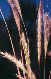 Image result for Andropogon gayanus