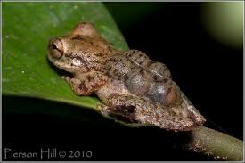 Dwarf Marsupial Frog Flectonotus Fitzgeraldi By Pierson Hill Via Flickr Frog Marsupial Tree Frogs