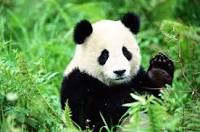 Image result for panda bear