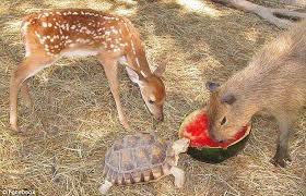 Crocodiles are killed in an attempt to find remains of missing children in their stomachs. The Capybara Is The Friendliest Animal In The World Daily Mail Online