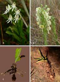 Image result for Habenaria dregeana