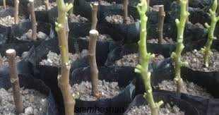 Cara tut pokok buah tin untuk membuat benih semaian. Anim Agro Technology Biak Pokok Tin Teknologi Keratan Benih