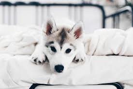 Um hundehaare aus dem auto zu entfernen, schneidest du ein stück paketklebeband ab, klebst es auf das gewebe, und ziehst es wieder ab. Wie Entferne Ich Hundehaare Am Besten Meine 7 Effektiven Tipps The Pawsome Tyroleans