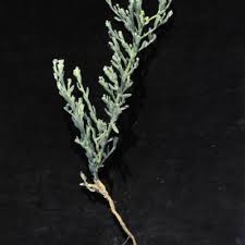 Image result for Laggera elatior