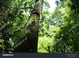 Image result for Lepisorus excavatus