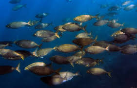 Vous devriez changer l'eau du bocal de votre poisson au moins une fois par semaine. Les Poissons Sont Ils En Train De Se Masculiniser A Cause Du Rechauffement Climatique