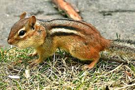 Your chipmunks must be the size of the white tail deer here in alabama. Live Streaming Webcams Small Mammals Rodents