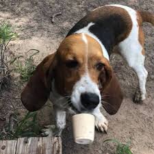 Maybe you would like to learn more about one of these? Texas Tails Pet Resort And Academy Home Facebook