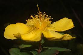 Image result for Hypericum roeperianum