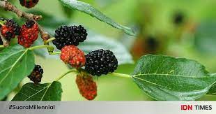Khasiat daun mulberry untuk kulit. 5 Manfaat Daun Murbei Si Herbal Penurun Demam Alami