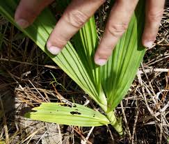 Image result for Eulophia alta